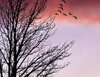 Eagle & Geese at Sunset