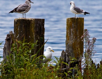 Boatworks seagulls