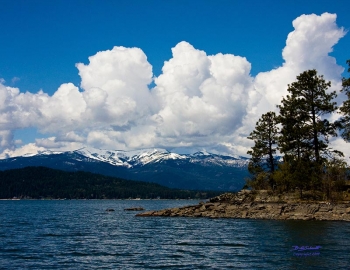 Schweitzer in the Spring