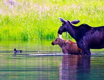 Moose & calf with duck