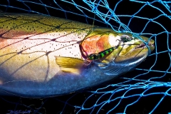 16x20-rainbow-net-sig