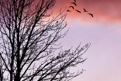 Eagle & Geese at Sunset