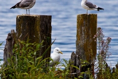 Boatworks seagulls