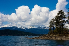 Schweitzer in the Spring