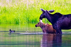 Moose & calf with duck