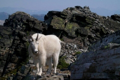 Scotchman's-Peak-Hike-8-06-012---Kris-Kingsland
